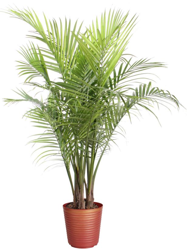 Areca palm