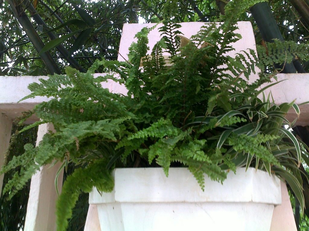 Boston fern