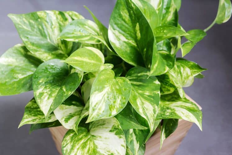 Golden Pothos