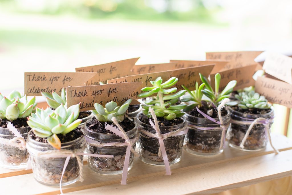 Succulents in Glass Pot