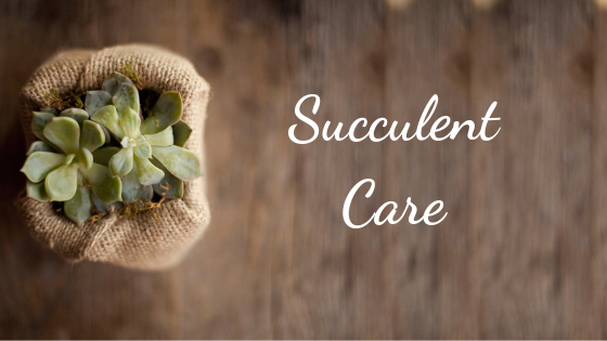 Succulent Care - How to water succulents