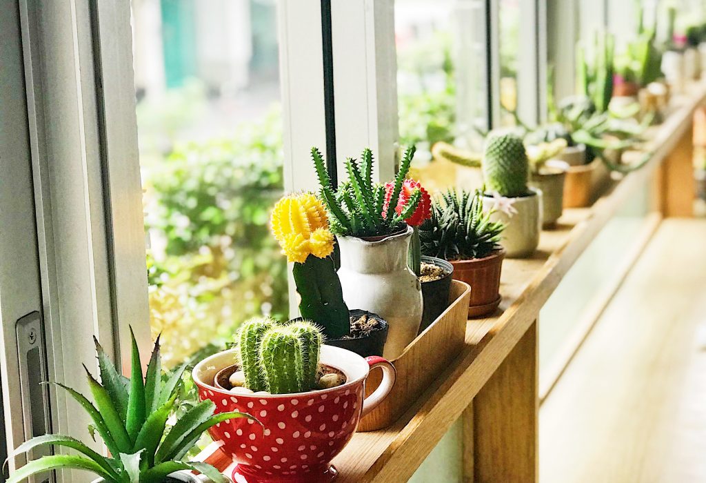 Beautiful succulents and plants