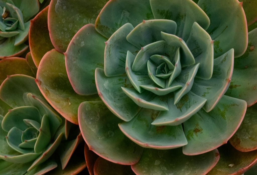 Echeveria